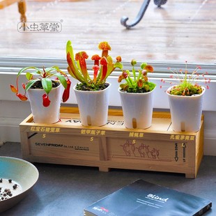 小虫草堂捕蝇草植物盆栽食虫w草捕虫草猪笼草茅膏菜驱蚊超大食人