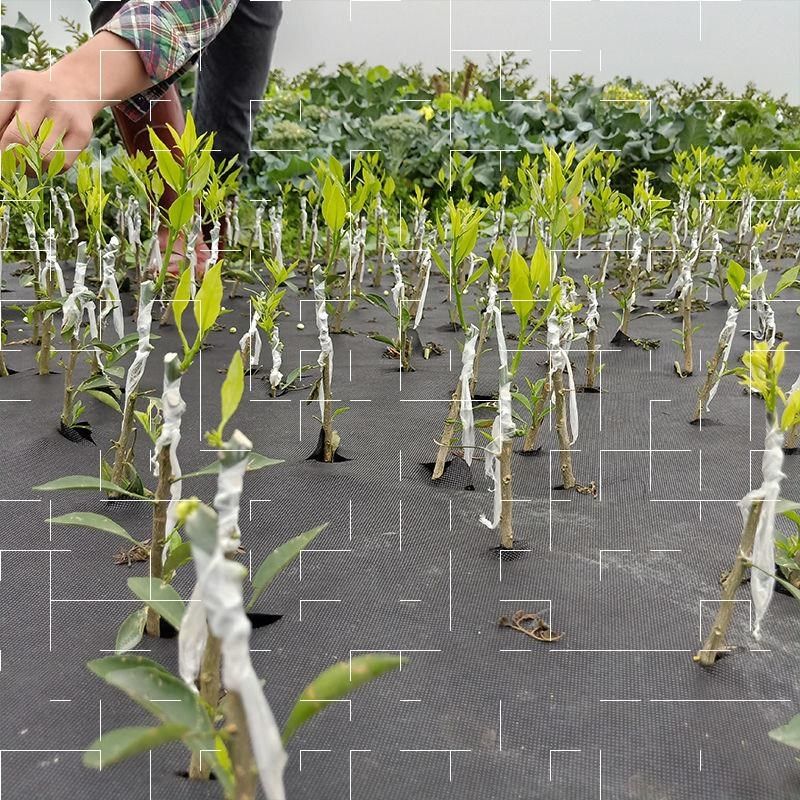 嫁接专用膜嫁接膜糯米纸免拆农用果树需打结薄膜 嫁接绑带