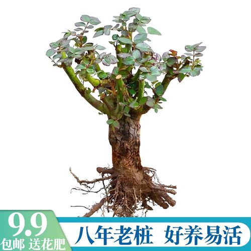 8年玫瑰老桩苗切花o月季室内外盆栽庭院植物好养易活四季花开不断