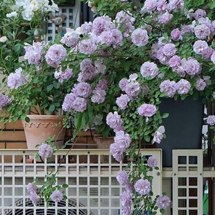 小苗 植物盆栽月季 蓝色阴雨月季 扦插花苗庭院阳台花园四N季