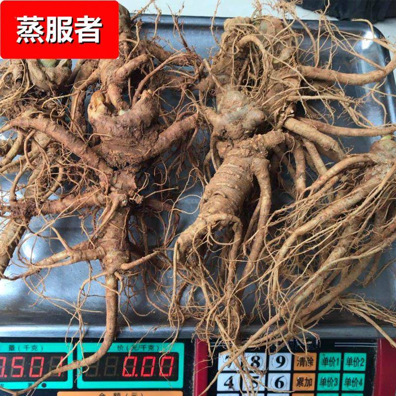 新鲜三七云南文山鲜三七产地直发生鲜田七泡酒三七500克