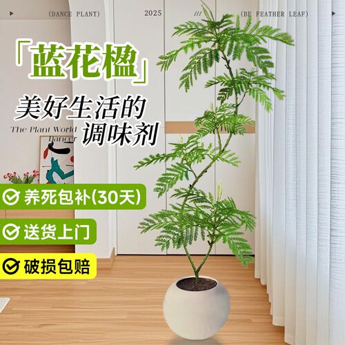 蓝花楹客厅绿植室内大型盆栽真A树玄关客厅落地高级感好养四季植