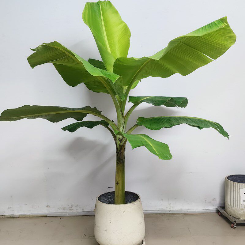 大叶芭蕉树盆栽真绿植大型观赏植物室外落地盆景绿植Y四季常春好
