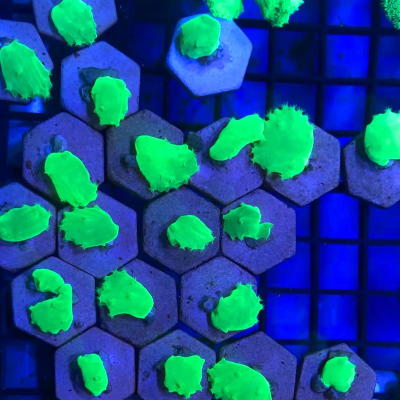 皮革珊瑚圣诞树花环皮革长杆大花皮革荧光绿须软体海水缸易养新手