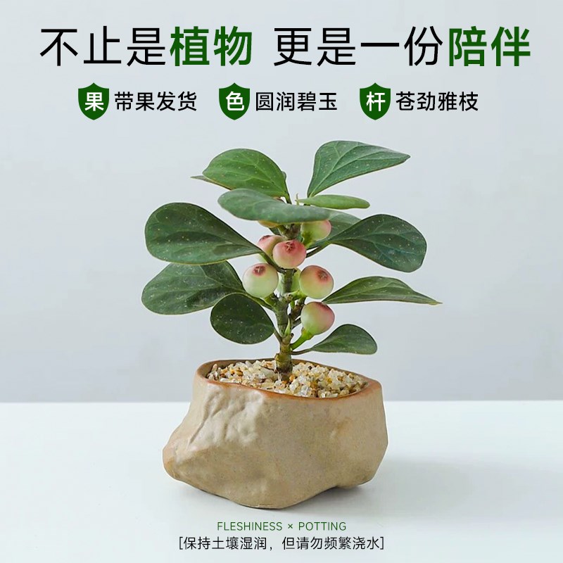 小盼菩提树盆栽带果办公室桌面小绿植中式禅意老桩盆景四季好养活