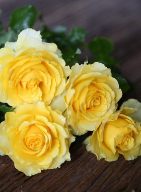 贝壳切花月季灌木亮黄色波浪边庭院阳台盆栽四季开花扦插苗