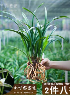 兰花建兰盆栽绿植小叶名贵龙岩素兰草带花苞四季兰W植物兰花苗品