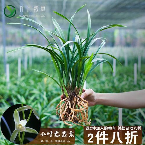 兰花建兰盆栽绿植小叶名贵龙岩素兰草带花苞四季兰W植物兰花苗品