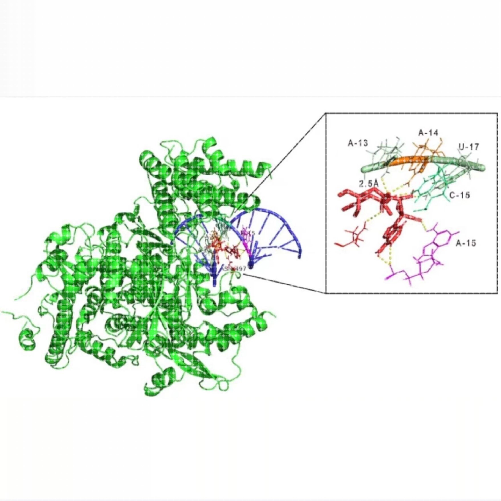 分子动力学模拟DFT MS poster studio 分子对接带教程文件出图