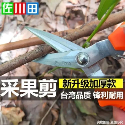 佐川田摘果剪疏果剪枸杞疏花剪刀修枝剪花枝剪采果稀果剪葡萄剪子