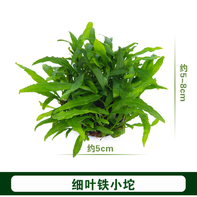 鱼缸懒人新手造景无土真水草鹿角细叶铁皇冠坨草陀勉栽种无需CO2