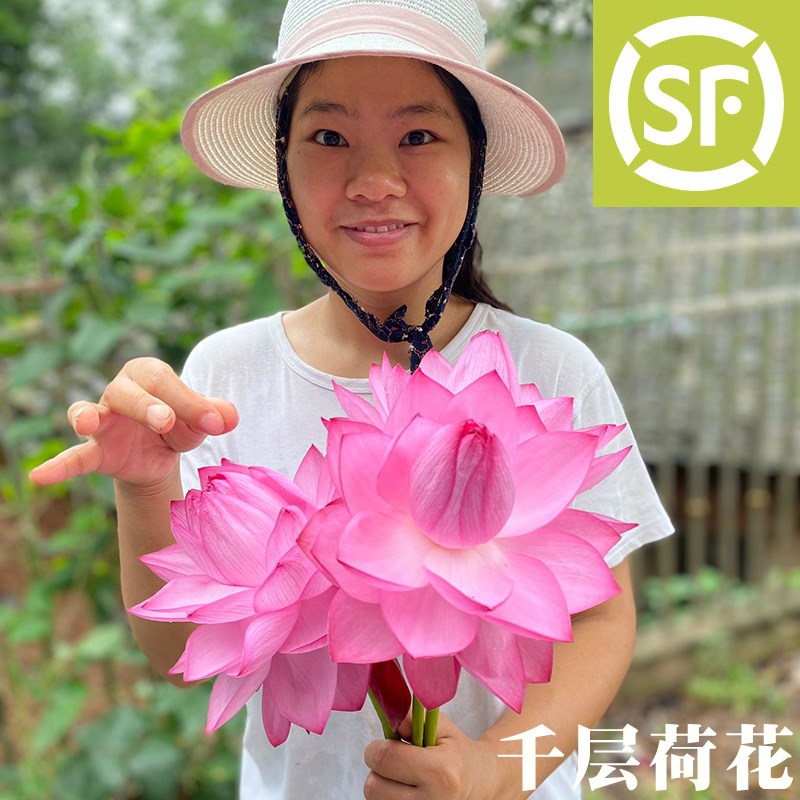 新鲜荷花重瓣真鲜花莲蓬水生花卉插花花束切花花苞莲花观赏荷叶
