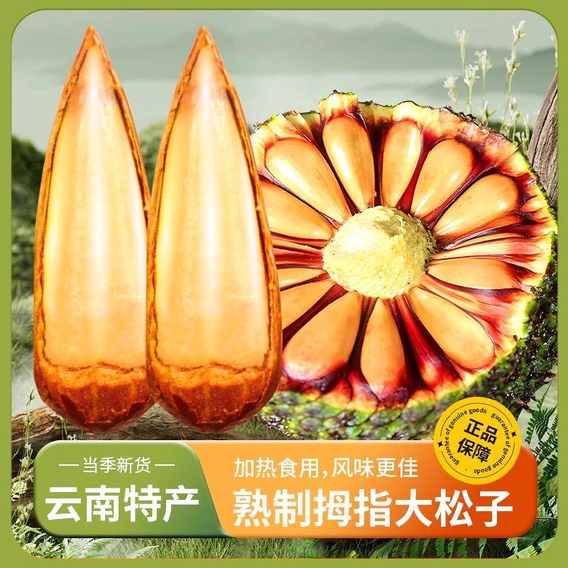 云南特产巴拉那大松子原味熟食拇指大松子精美礼盒官方旗舰店