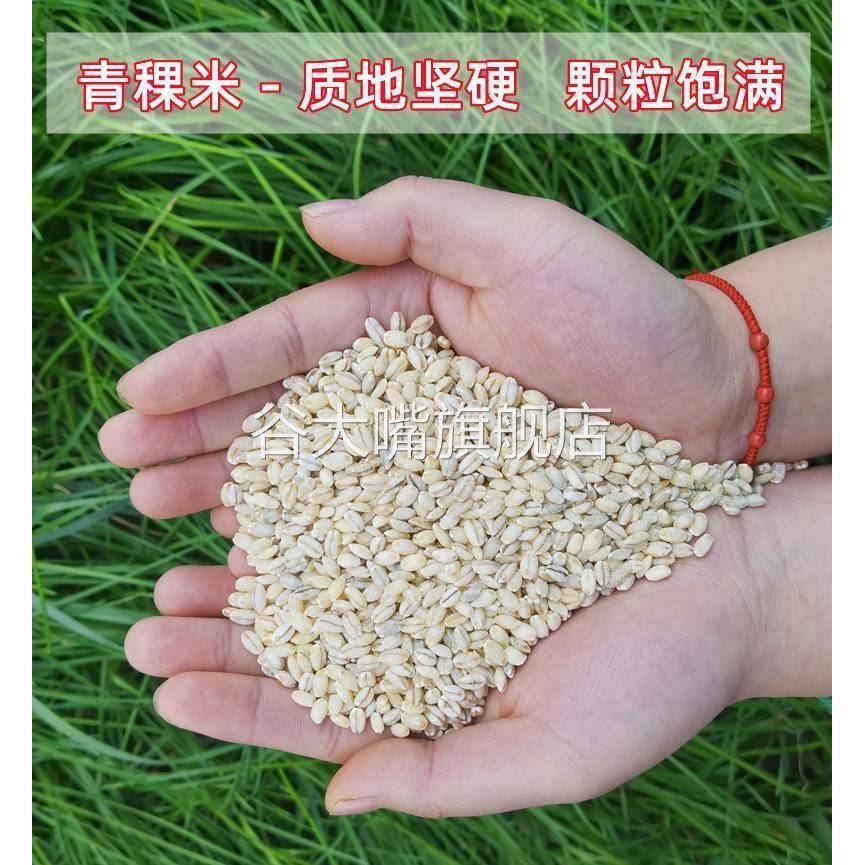 优质青稞香米青海西藏高原西苗蓝白黑青稞米五谷杂粮麦仁粥蒸米饭