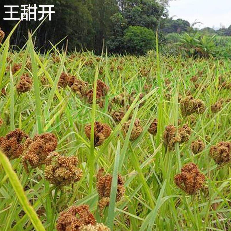 农家红粟米鸭爪粟新鲜拳头