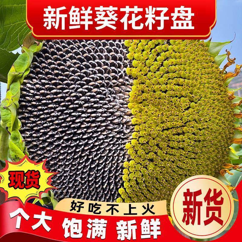 向日葵花盘现摘新鲜带籽新