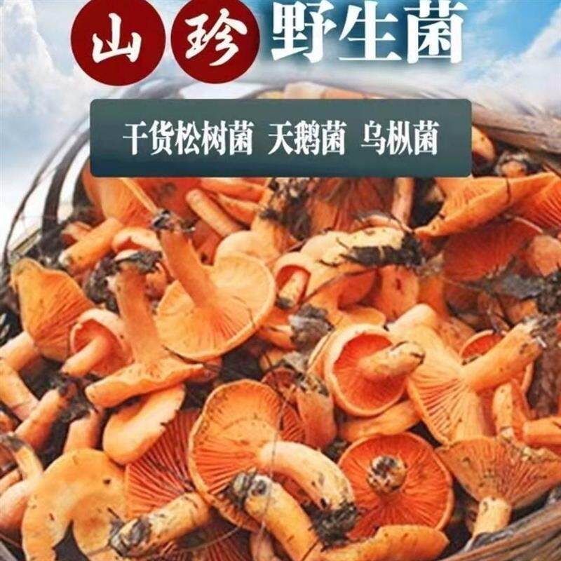 野生干松树菌寒菌松菇松乳菇乌枞菌野生菌干货天鹅菌红菇干香菇