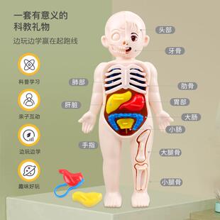 仿真人体骨骼模型教具套装 手工益智玩具 steam科教中小学生组装