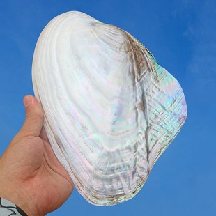 天然大珍珠蚌壳贝壳拍摄道具海螺鱼缸造景装饰摆件果盘餐盘