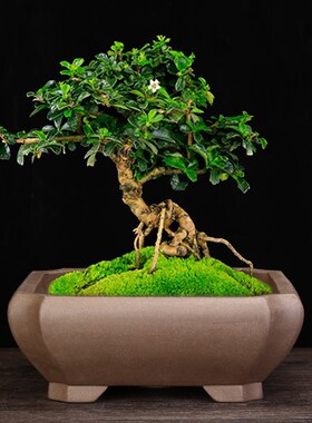 紫砂兰花盆家用四方n客厅高档盆景青灰色精品方形陶瓷榕树老桩包