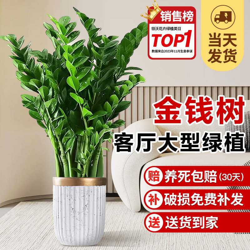 金钱树客厅大花盆栽绿植室内客厅A大型绿色植物圆叶发财树开业乔
