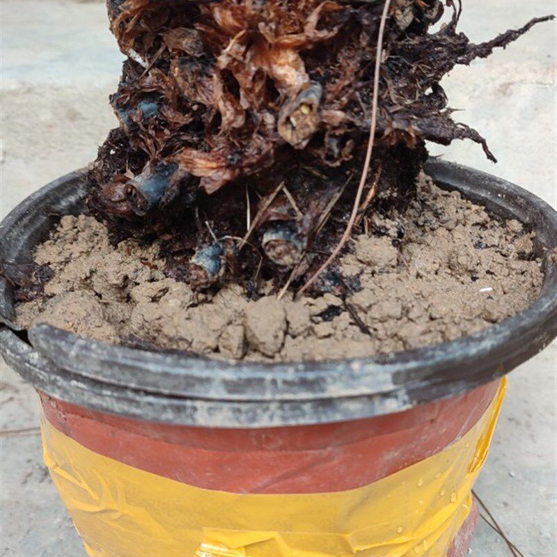 精品老桩鳞毛蕨毛贯众B乌毛狗蕨顶芽狗脊盆景