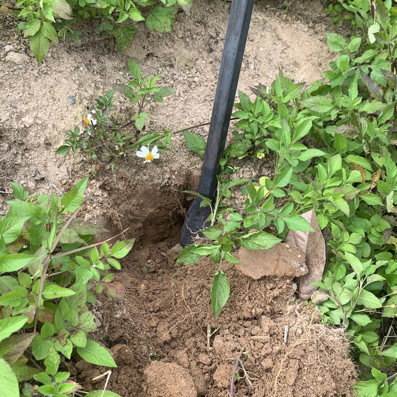 锻打重型高猛钢挖土洞铲移植铲挖坑铁锹J园艺手工车载种树建筑直,农机/农具/农膜,锹,淘宝优惠券,粉丝福利购,淘宝优惠卷