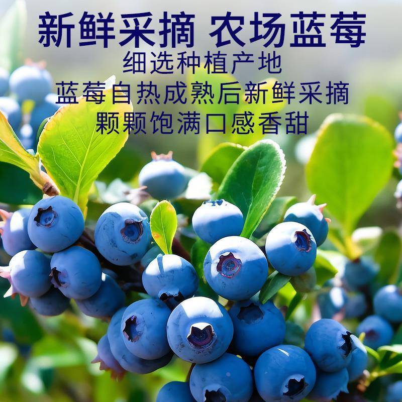 蓝莓果酱涂抹面包蓝莓调味酱果肉夹心吐司酱面包烘焙草莓酱组合
