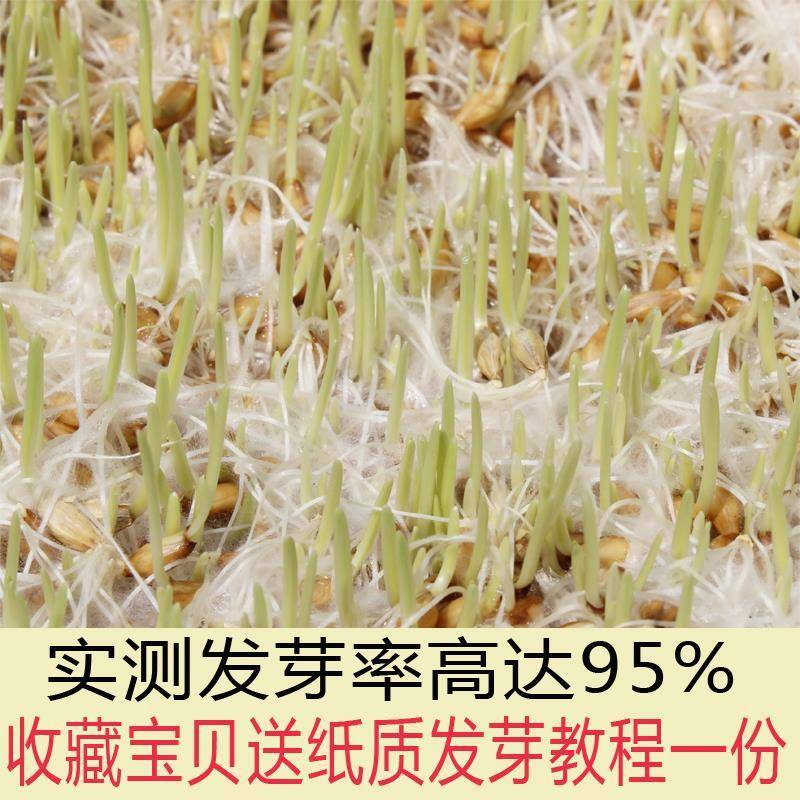 新大麦粒5斤带壳皮做麦芽糖大麦茶原料发芽苗榨汁可酿酒