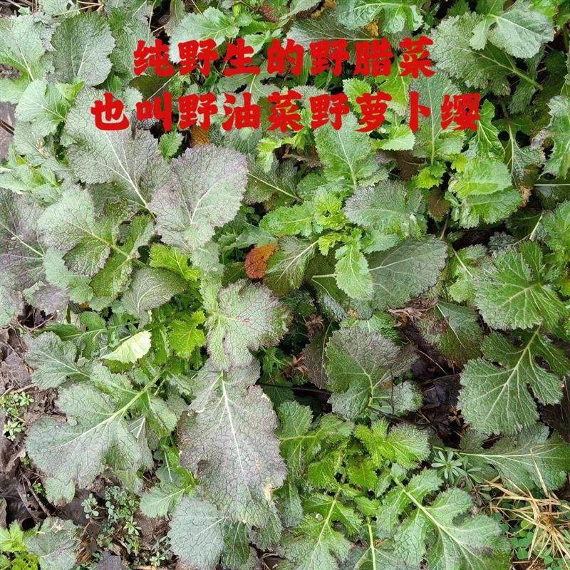 河南特产野腊菜干野油菜农