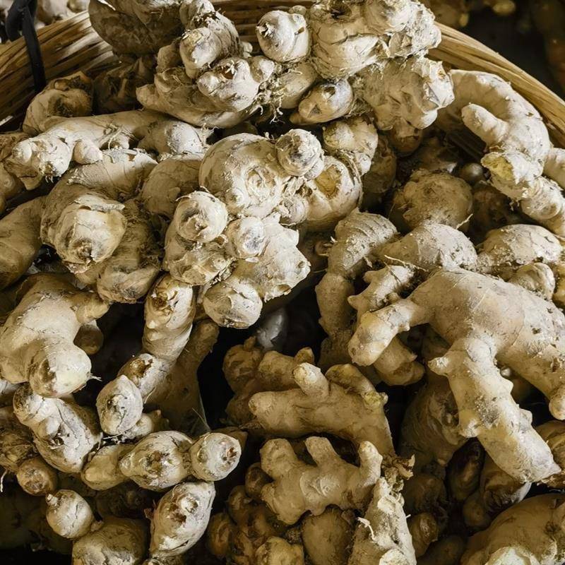 粉姜无渣猪脚姜广东高明大肉姜新鲜带泥发货包邮