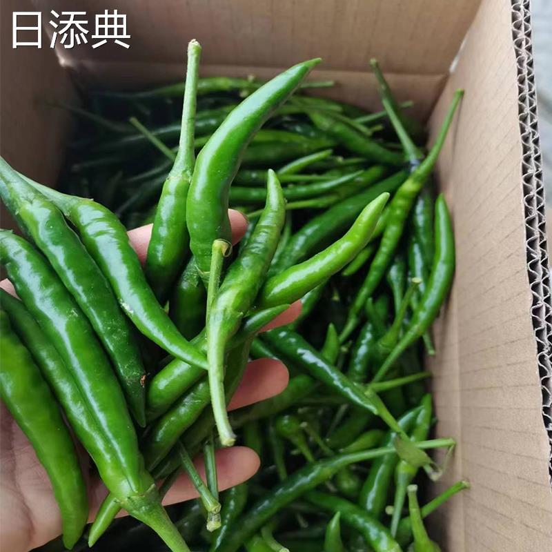 新鲜青米椒广西青辣椒特辣小米辣朝天椒泡椒剁椒尖椒蔬菜现摘当季