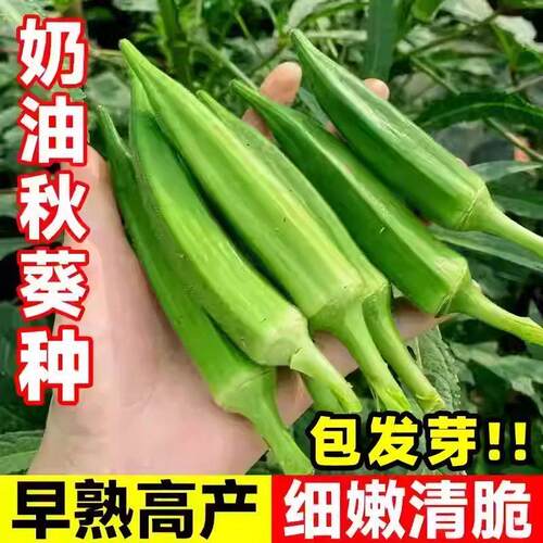 【秋葵种子】四季播种高