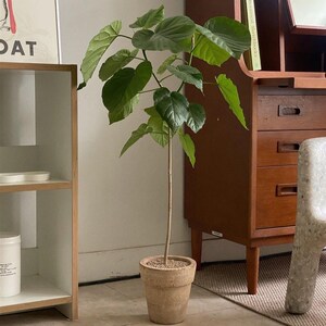 苏太植物 爱心榕 ins风爱心大叶片落L地观叶植物清新家居盆栽