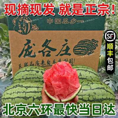 庞各庄西瓜L600袖珍手撕小西瓜 新鲜小糖丸西瓜 水果礼盒整箱顺丰