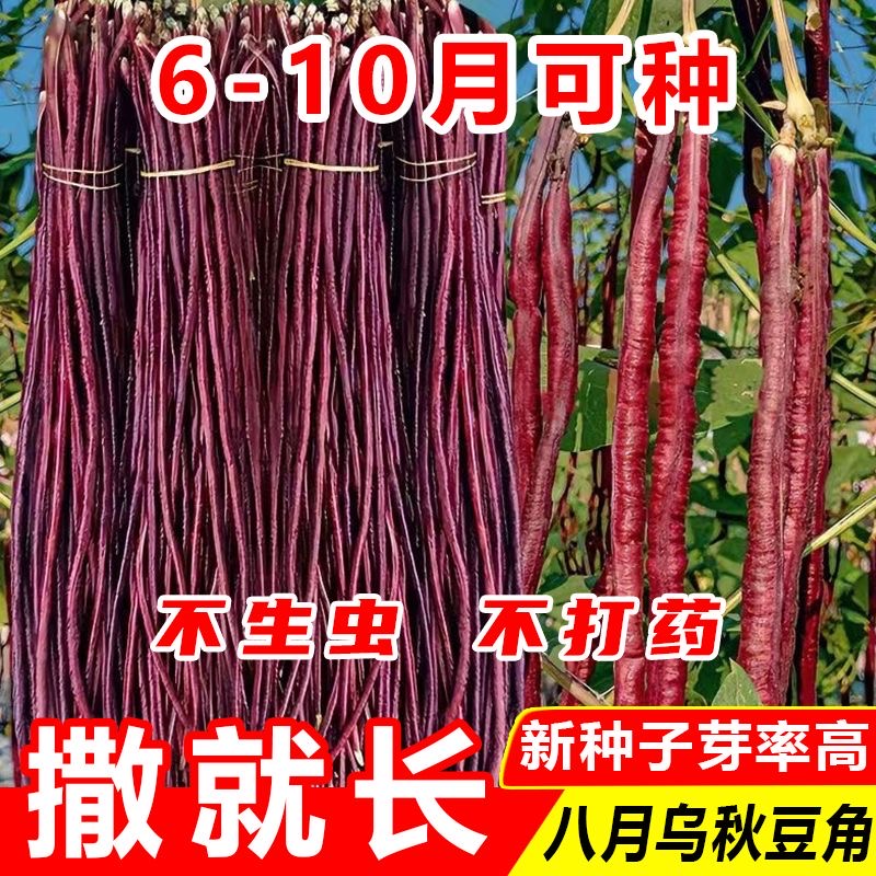 八月乌秋豆角种子特长红豇豆籽紫架豆夏秋季十月红高产耐热蔬菜种