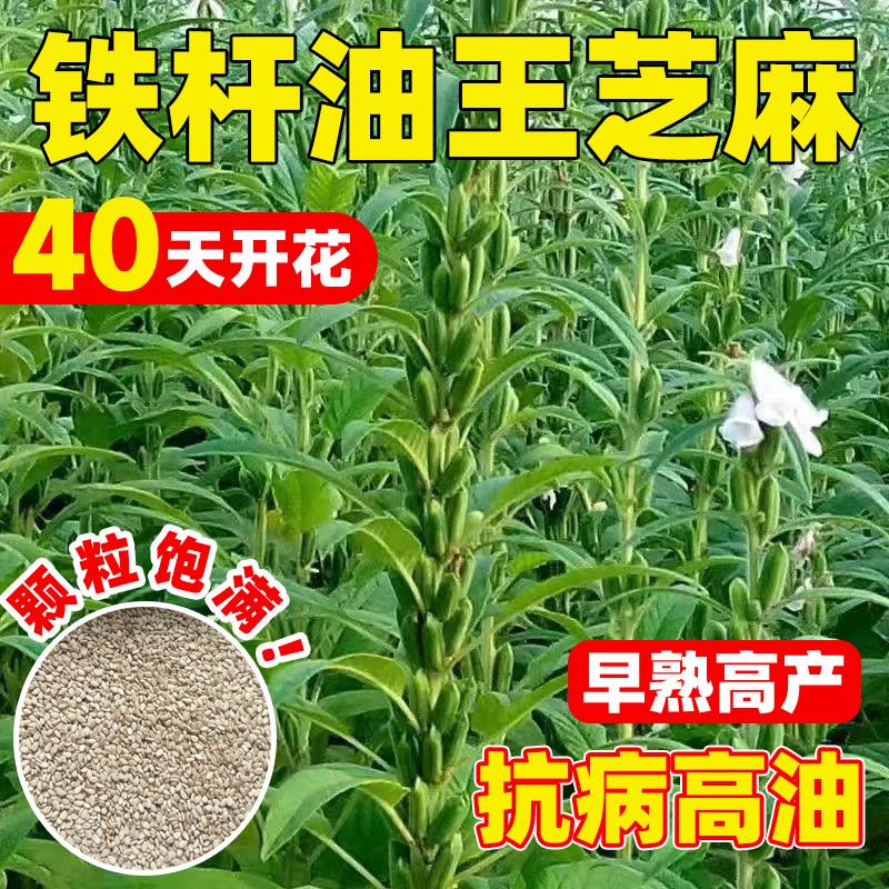 铁杆油王白芝麻种子农家老