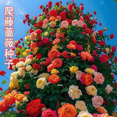 月季蔷薇花种子驱虫蚊耐高