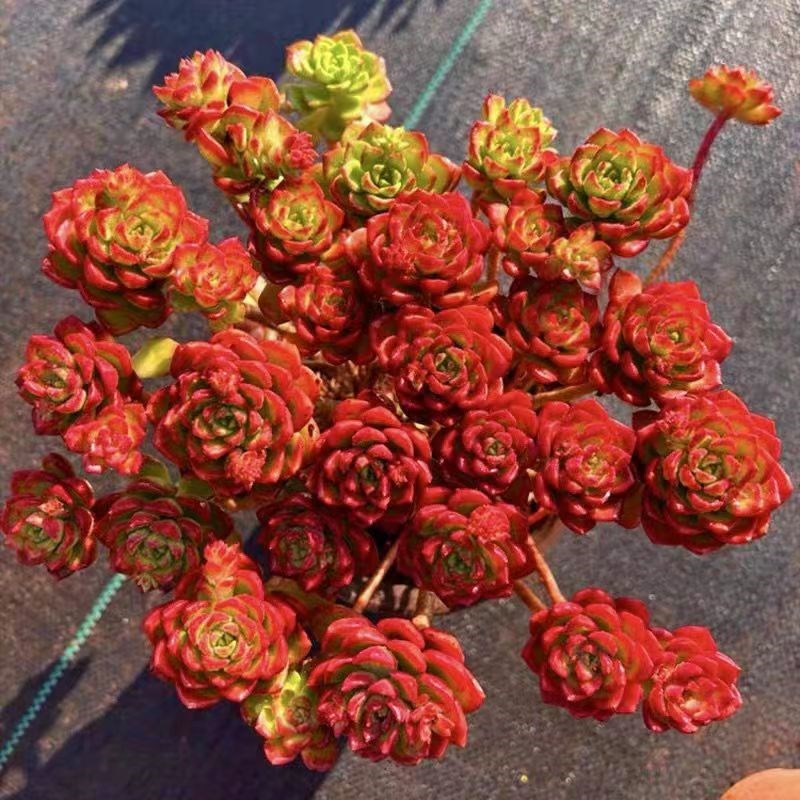 超大【老桩火焰】蒂亚玫瑰多肉植物室内绿植盆栽名贵阳台办公室