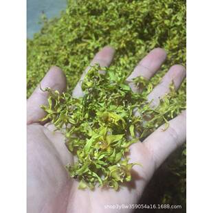 热风烘箱厂家直供中草药烘干箱食品加工干燥箱欢迎选购