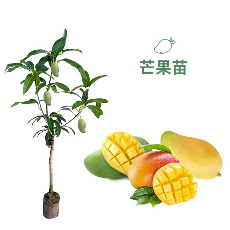 云南发货芒果树苗嫁接芒果苗南方北方种植澳芒四季芒红象牙金煌芒