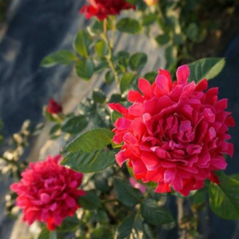 魅力波浪月季花苗阳台花园浓香四季花卉盆栽观花绿植褶边开花形式