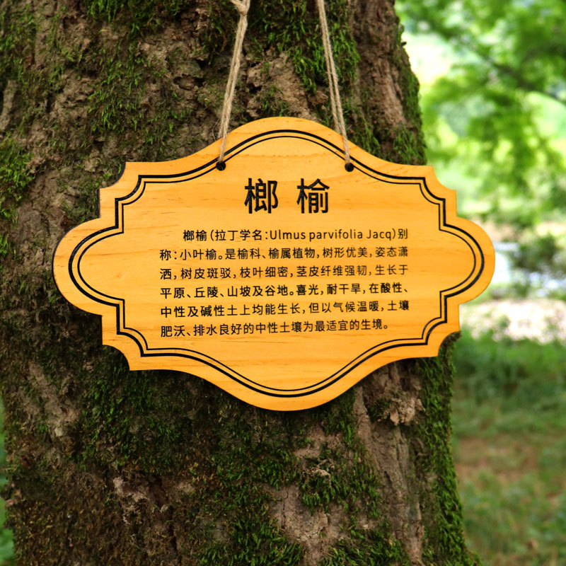 定制实木树牌挂牌树木认养牌园林绿化创意标识牌树名牌简介牌定做