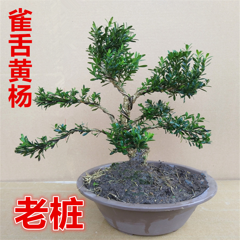 名贵正宗雀舌黄杨盆景 室内绿植造型小叶黄杨树老桩熟桩四季常青