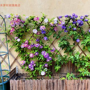 铁线莲大苗爬藤植物重瓣大花攀爬耐寒庭院爬墙花阳台盆栽带花老桩