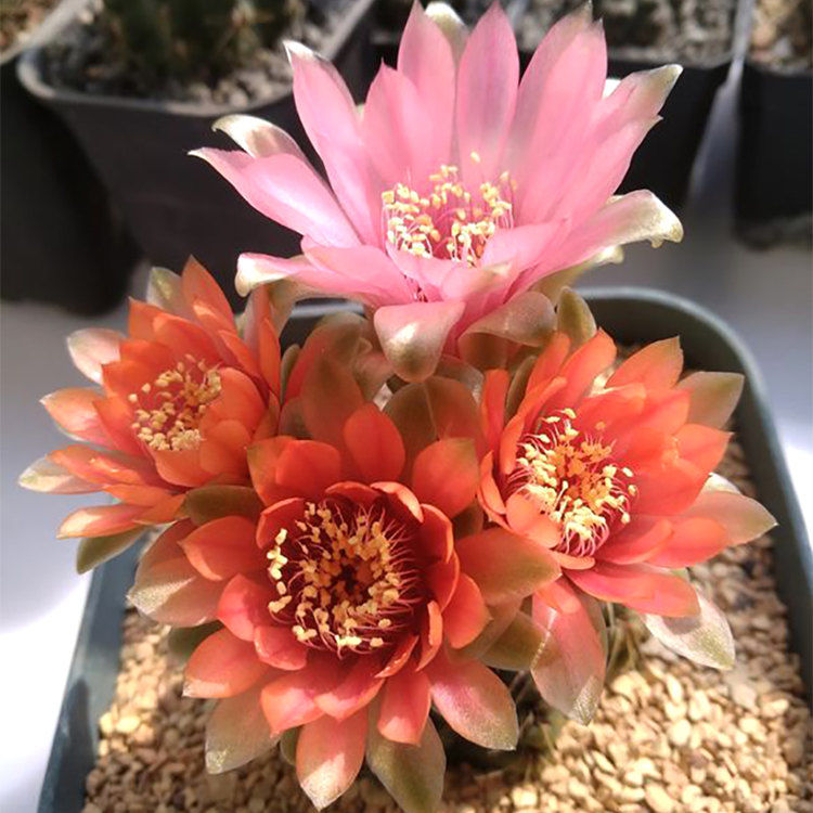 开大花短毛丸绯花玉仙人球会玉翁仙人掌植物盆栽室内花卉多肉盆景