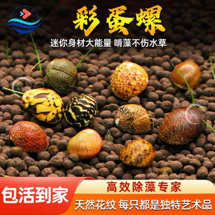 彩蛋螺彩蛋角螺活体斑马螺黑金刚螺观赏螺淡水去除绿藻蜗牛蜜蜂螺