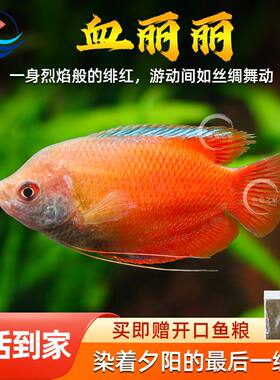 血丽丽鱼泰国丽丽鱼草缸淡水鱼