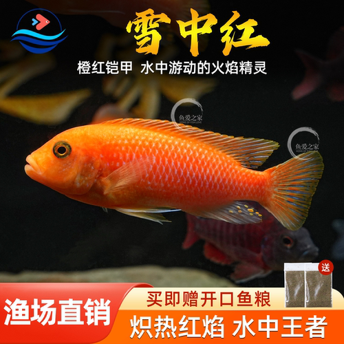 三湖慈鲷鱼马鲷雪中红热带观赏鱼