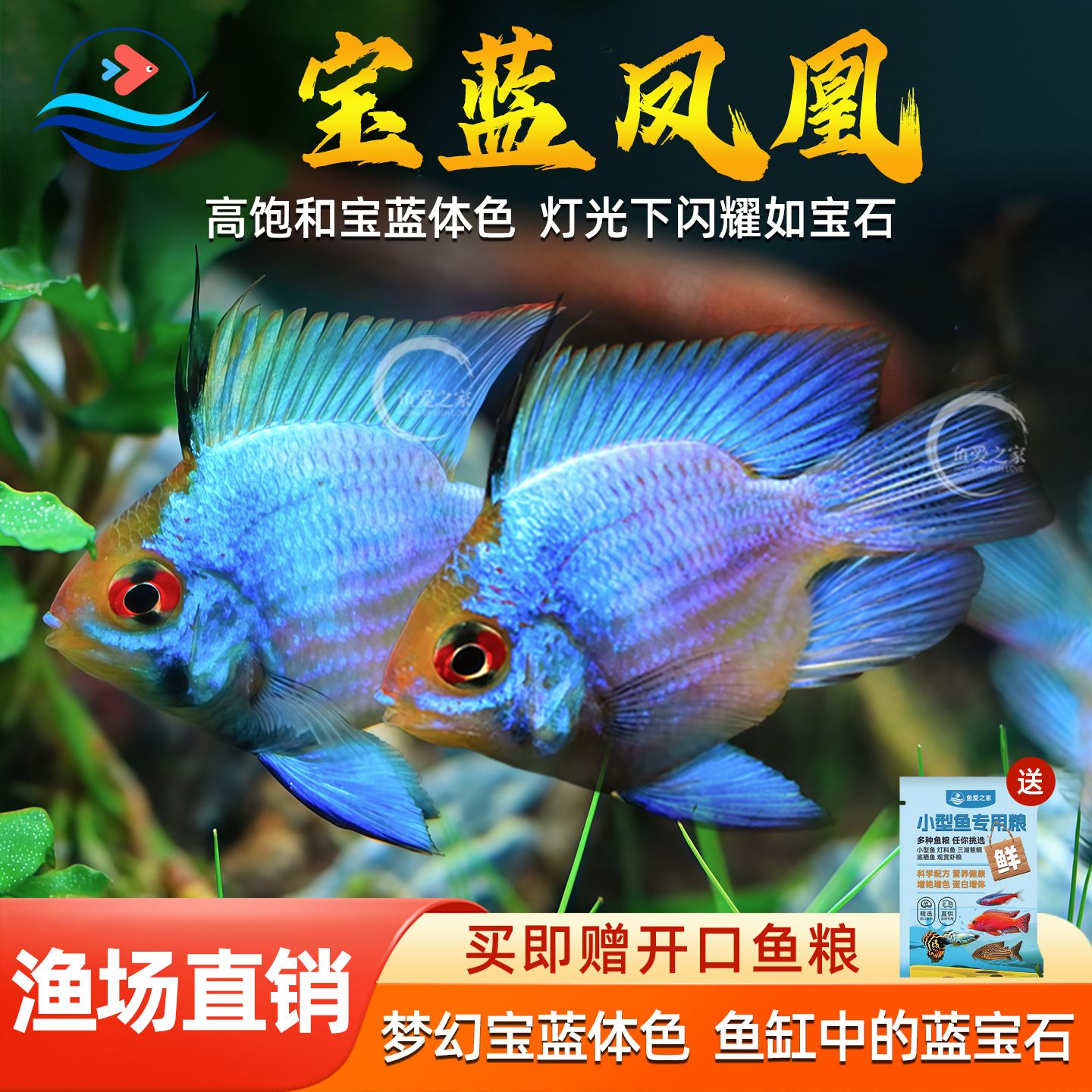 蓝波子宝蓝凤凰球阿凡达波子小型热带观赏宠物鱼活体鱼缸荷兰球鱼